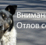 В Новолакском районе активно ведётся работа по отлову бродячих собак - Сетевое издание Голос времени
