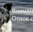 В Новолакском районе активно ведётся работа по отлову бродячих собак - Новолакский район